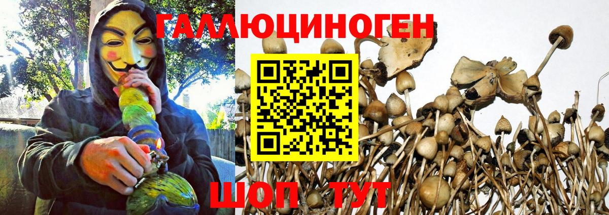 Карабулак  Галлюциногенные грибы Psilocybe  Вход с VPN 